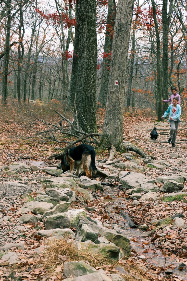 You can bring your dogs, as long as they are leashed. This guy had gotten loose! :)