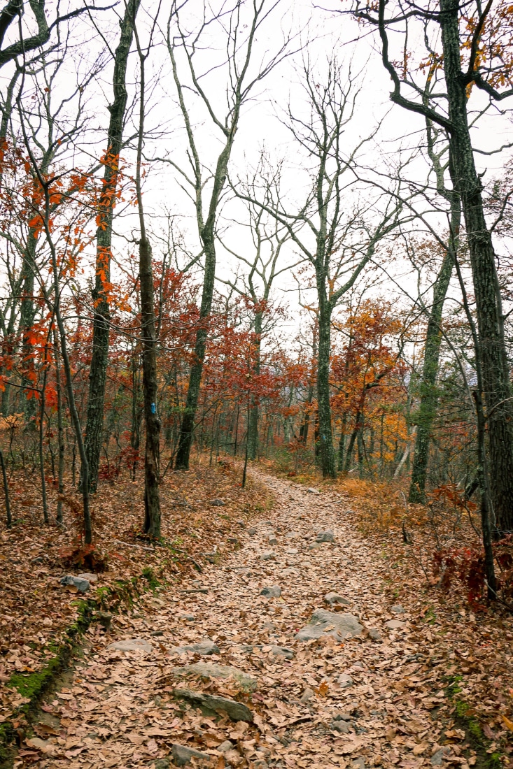 mt tammany