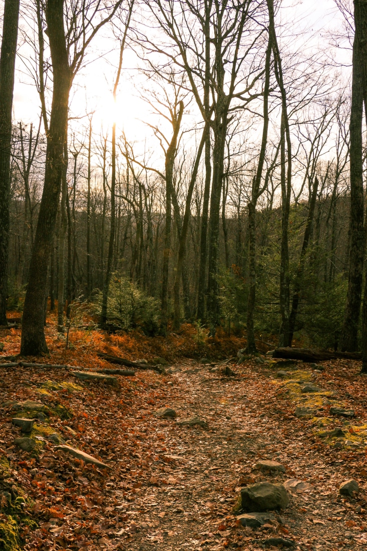 mt tammany