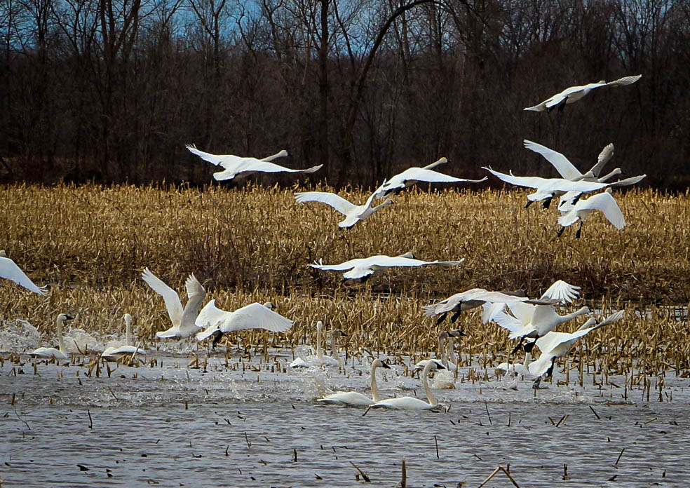 Spring Brings Swans to Shiocton, Wisconsin