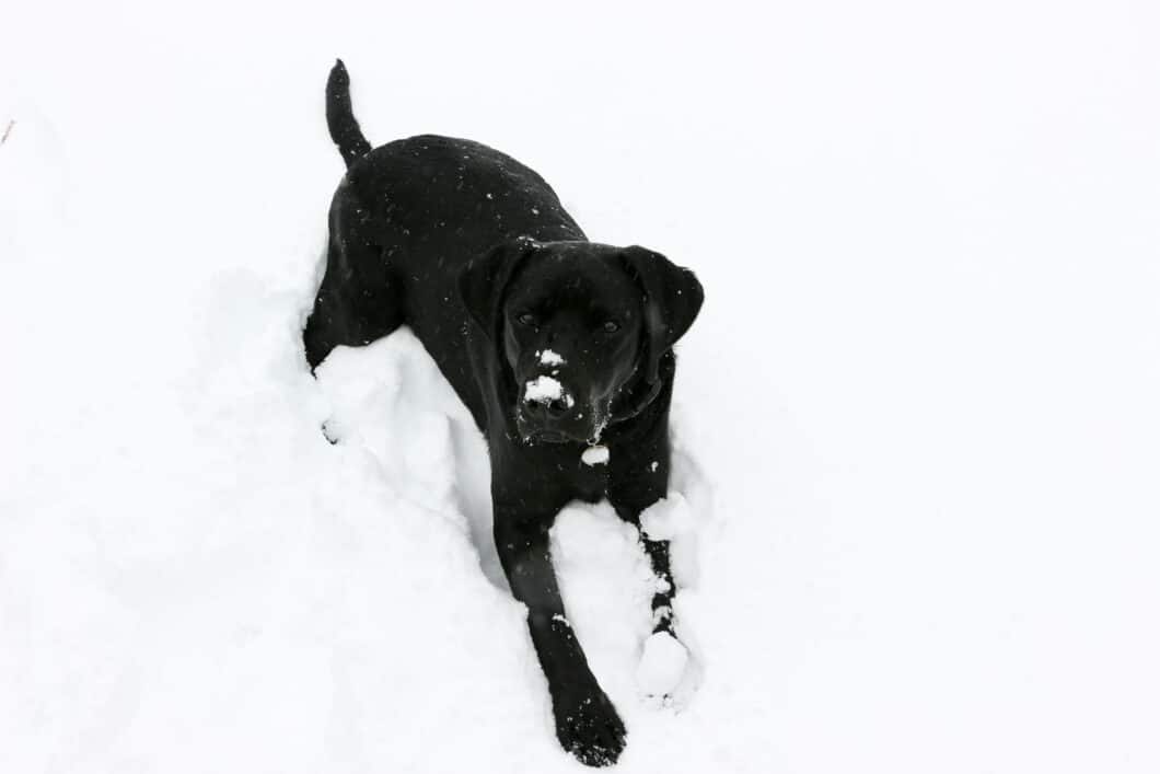 Buck in the snow