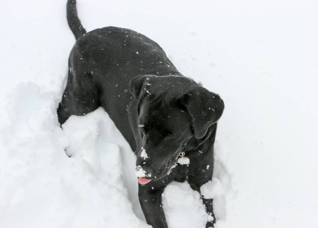 Buck in the snow