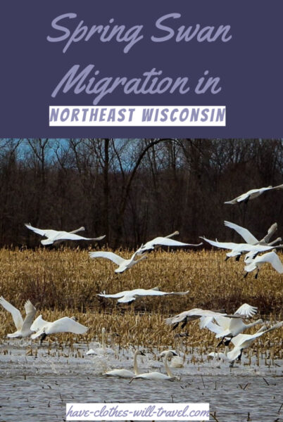 swan migration in Shiocton, Wisconsin