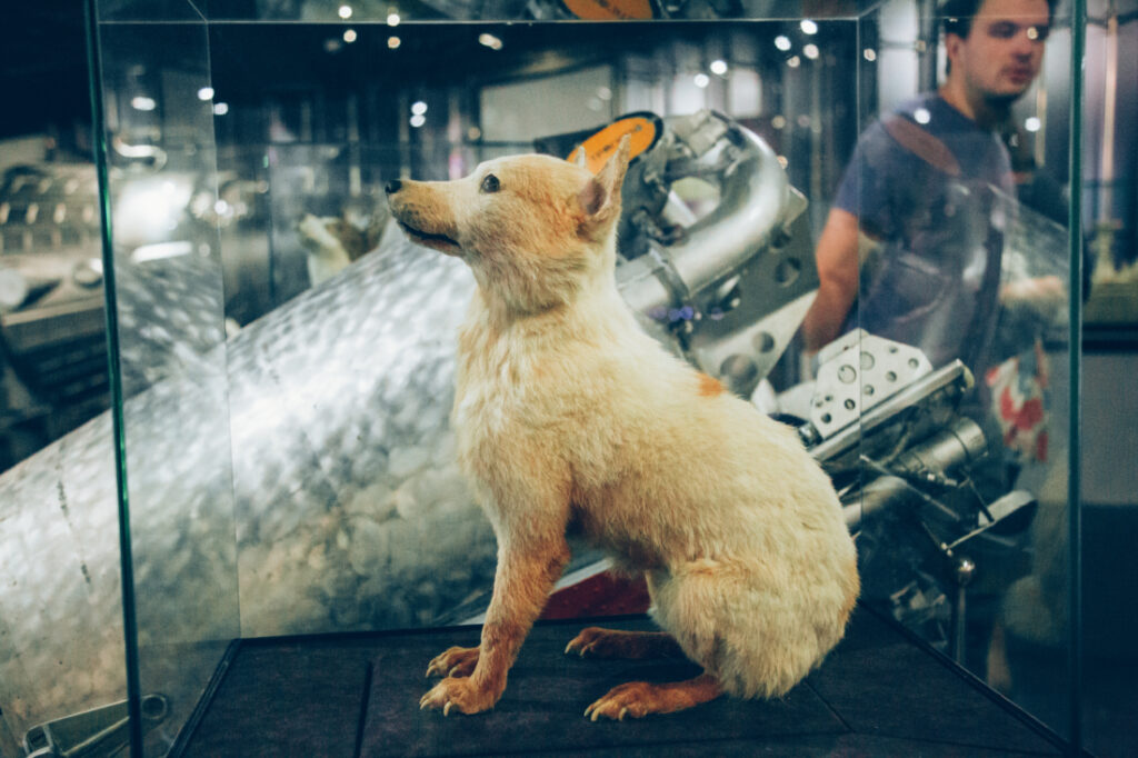 A taxidermied dog on display in a glass case. This dog was the first dog to fly into space.