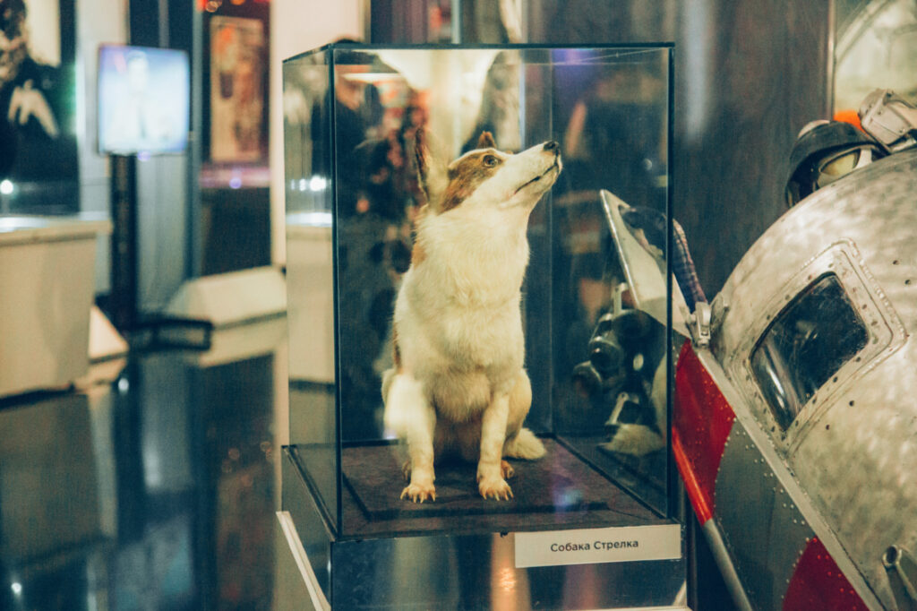 A taxidermy dog on display at the Cosmonaut Museum in Moscow, Russia.