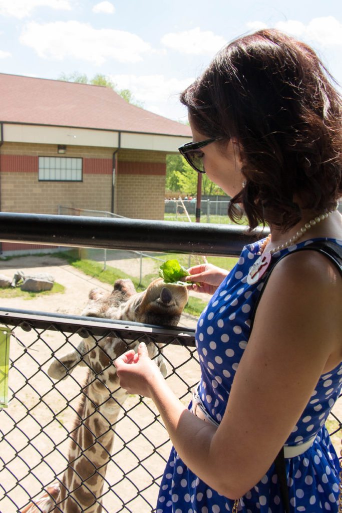 A brunette woman in sunglasses and a blue-and-white sleeveless polka-dot dress feeds a giraffe poking its head over the top of a chain link fence.