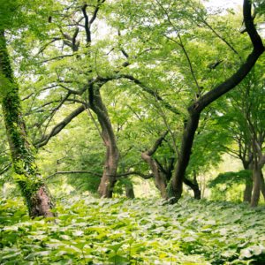 imperial gardens