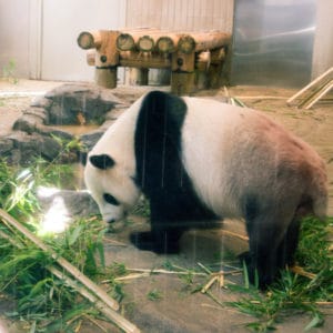 Ueno zoo panda