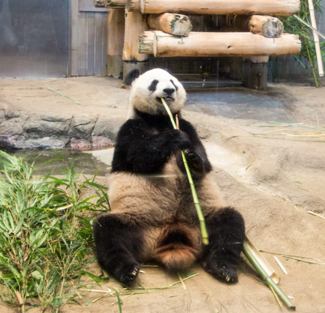 ueno zoo panda