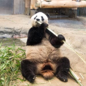 Ueno Zoo panda