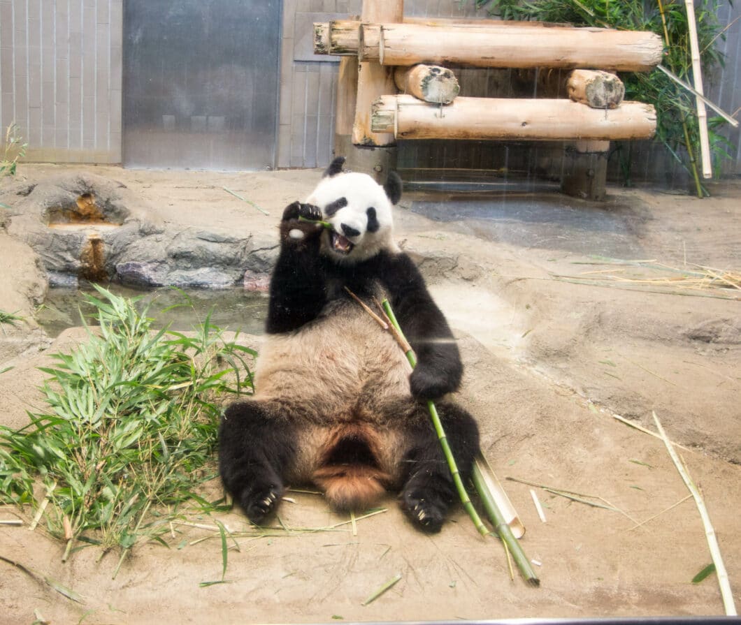 ueno zoo panda