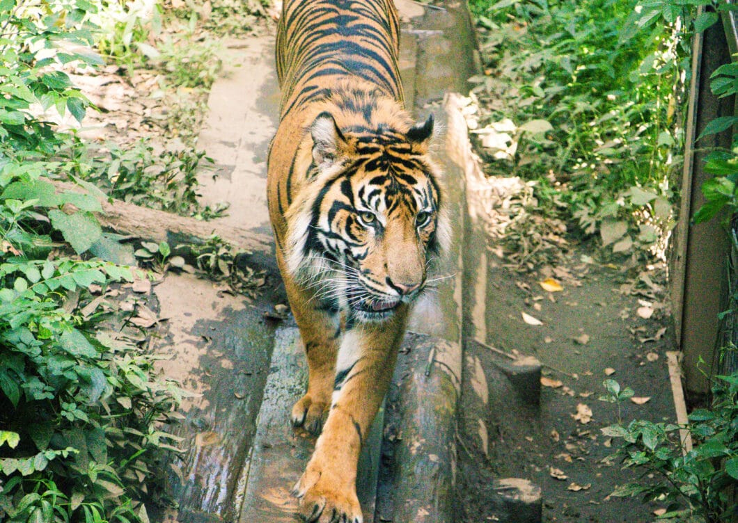 Ueno Zoo tiger