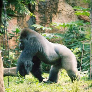 gorilla