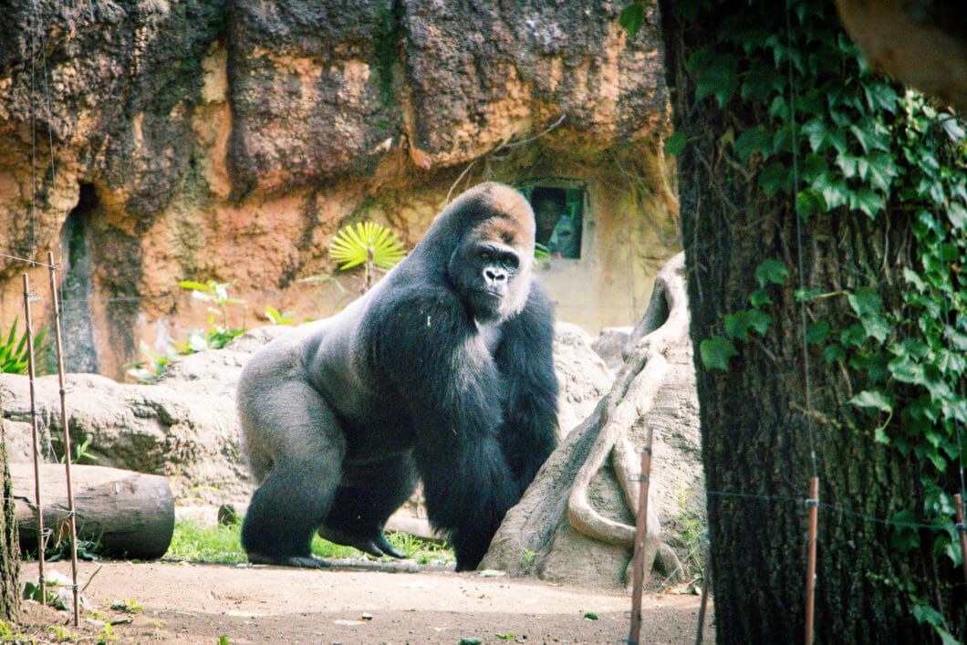Ueno Zoo gorilla