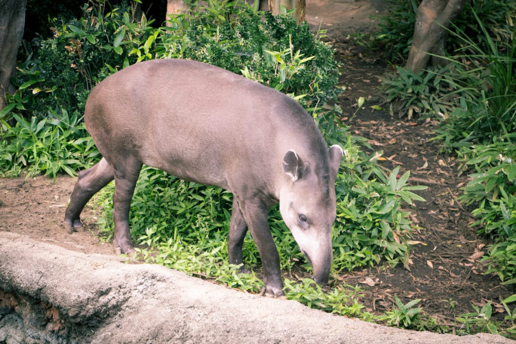 tapir ueno zoo