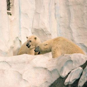 polar bears