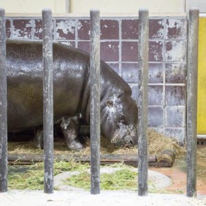 pygmy hippo