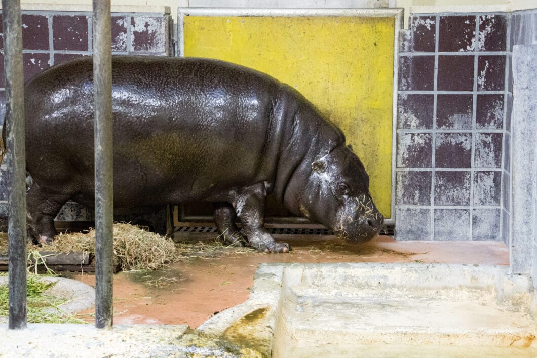 Pygmy hippo Ueno Zoo