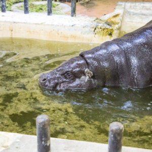 pygmy hippo