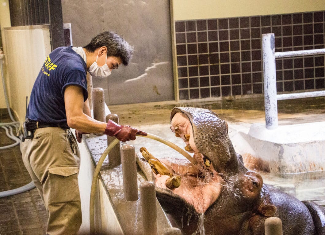 hippo getting his teeth cleaned