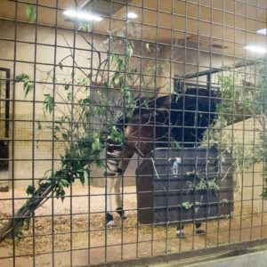 okapi ueno zoo