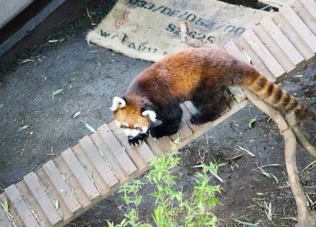 Red panda Ueno zoo