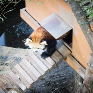 Red Pandas Ueno Zoo