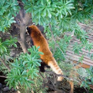Red Pandas Ueno Zoo