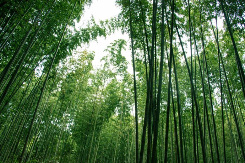 Arashiyama bamboo grove