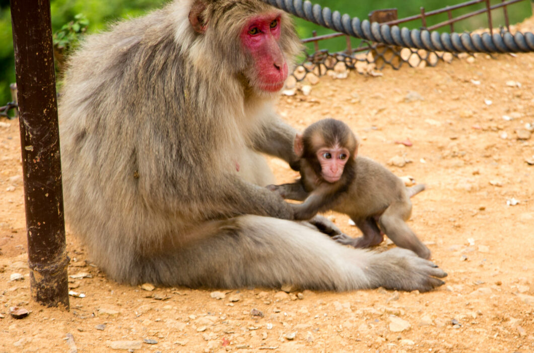 Visiting Iwatayama Monkey Park & Arashiyama Bamboo Grove in Kyoto