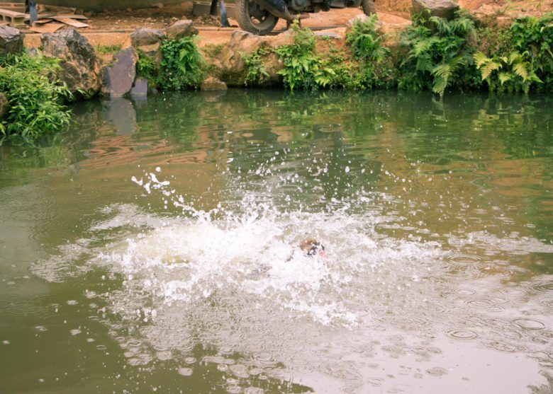 snow monkey jumping in the water