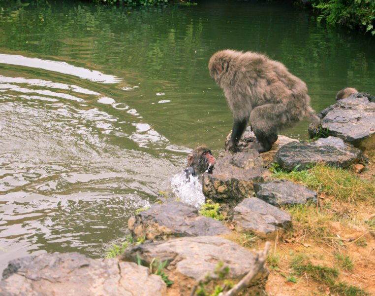 snow monkey jumping in the water