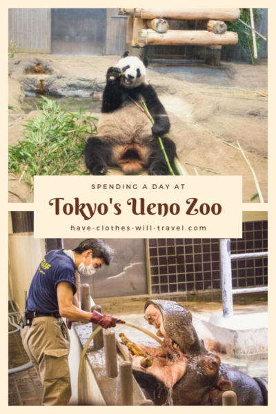 Spending a Day at Tokyo's Ueno Zoo