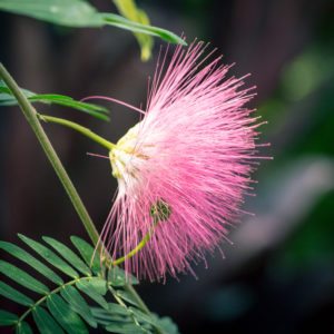 Garfield Park Conservatory