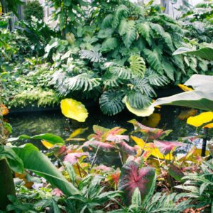 Garfield Park Conservatory