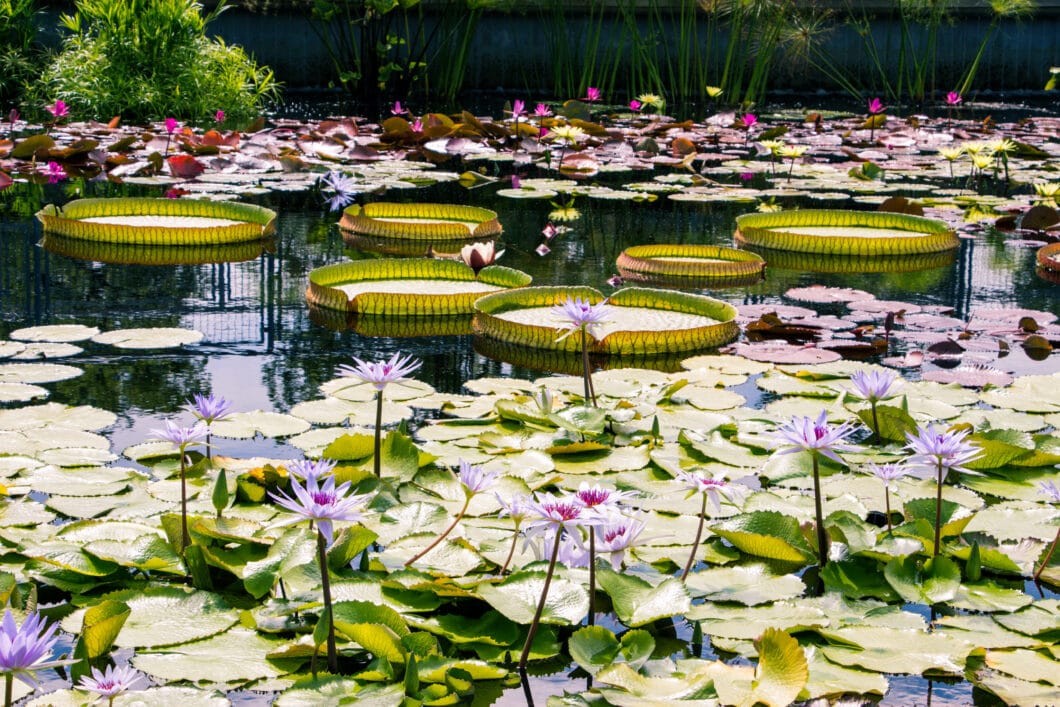 Garfield Park Conservatory