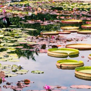 Garfield Park Conservatory