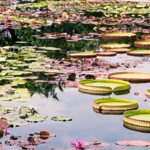 Garfield Park Conservatory