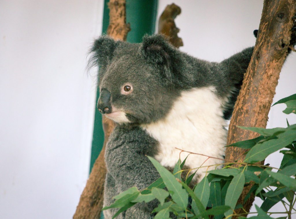 koala