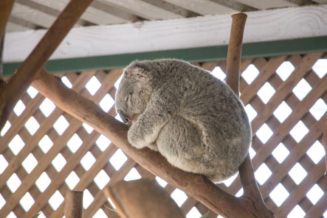 napping koala