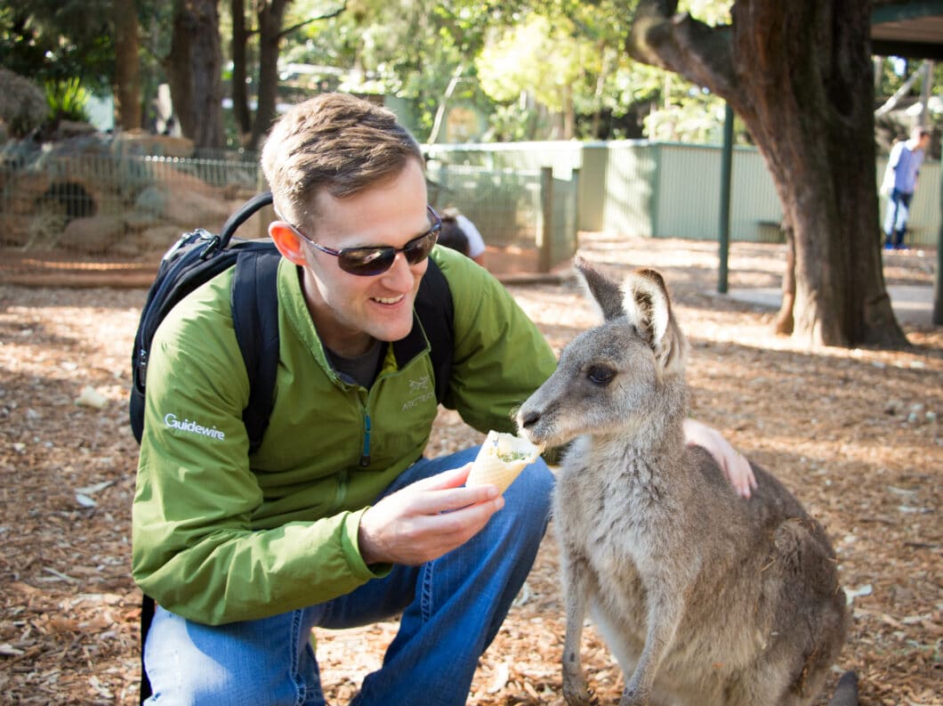 wallaby