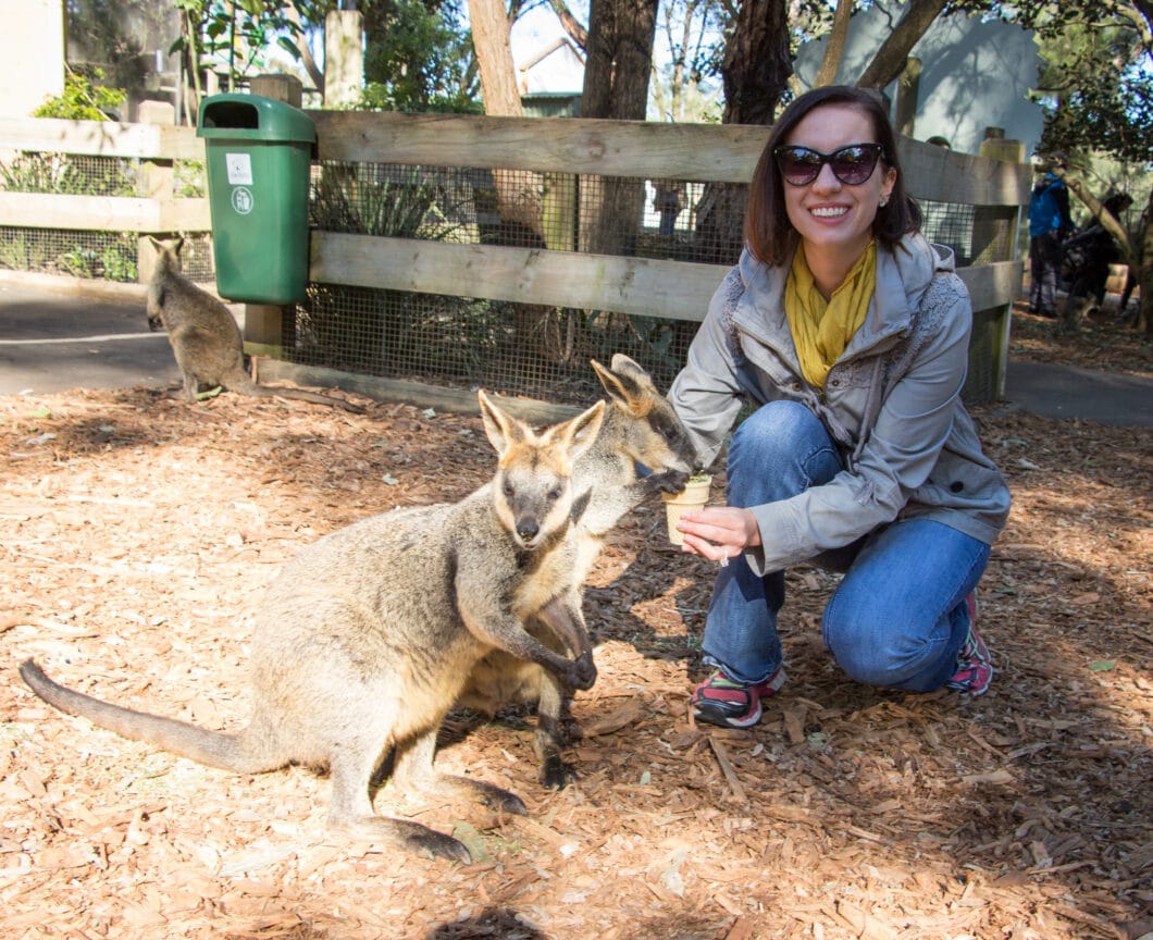 wallabies