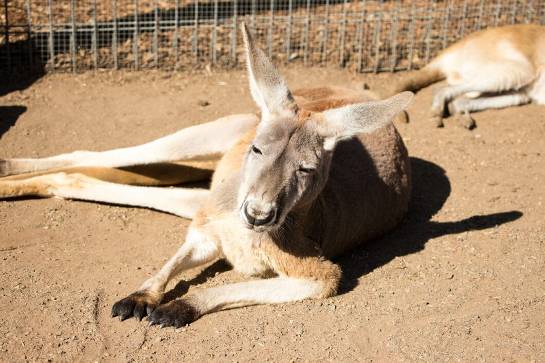 Kangaroos & Views! Visiting Featherdale Wildlife Park & The Blue Mountains