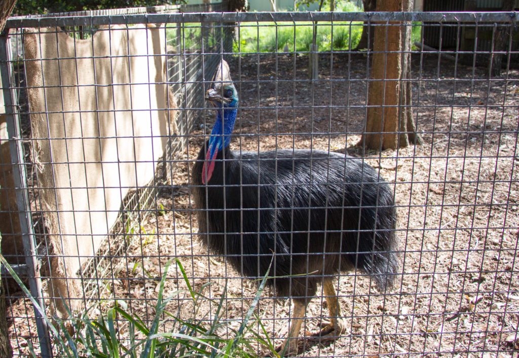 Cassowary