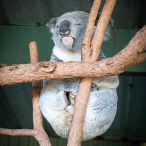 napping koala