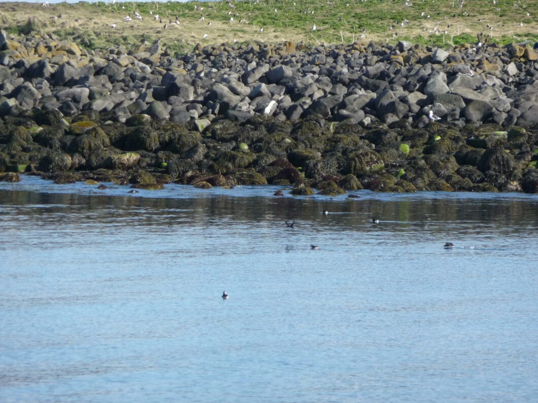 puffins