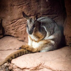 WILD LIFE SYDNEY ZOO