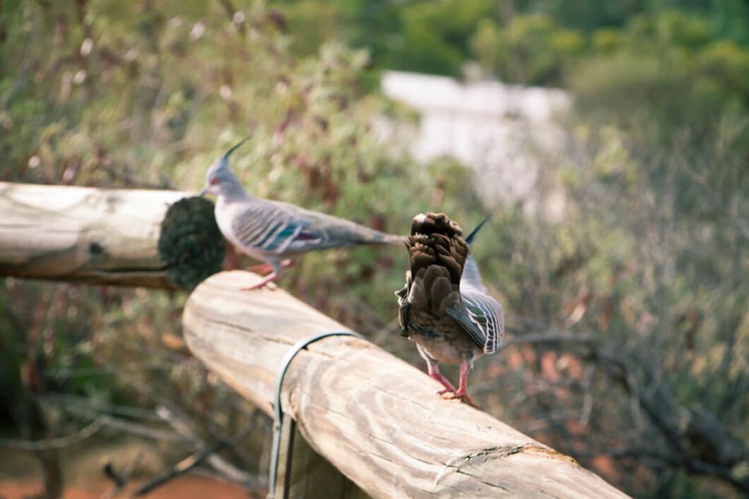 Beautiful birds sitting on wood