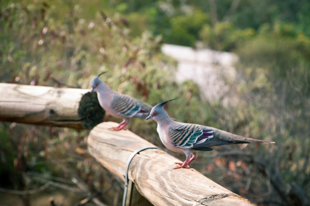 two beautiful Australian birds sitting on a piece of wood
