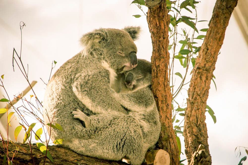 sleeping koalas